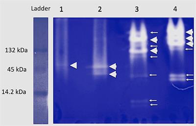 Salivary α-Amylase of Stem Borer Hosts Determines Host Recognition and Acceptance for Oviposition by Cotesia spp. (Hymenoptera, Braconidae)